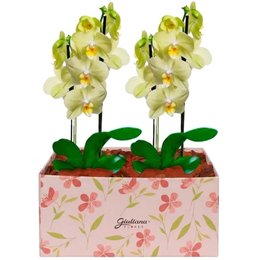 Imagem de Dupla de Orquídeas Amarela na Caixa Rosa