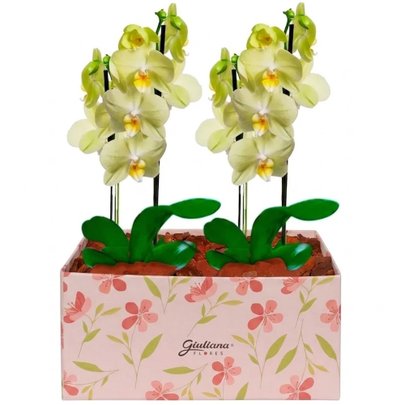 Dupla de Orquídeas Amarela na Caixa Rosa