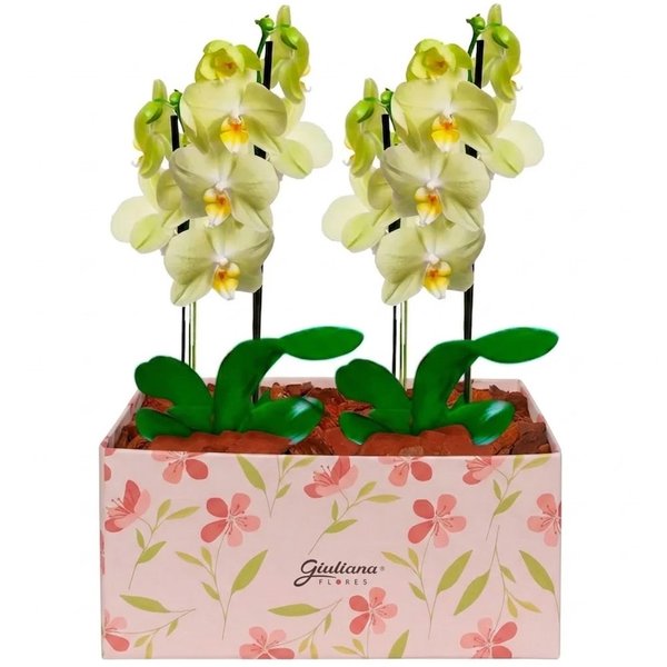 Dupla de Orquídeas Amarela na Caixa Rosa