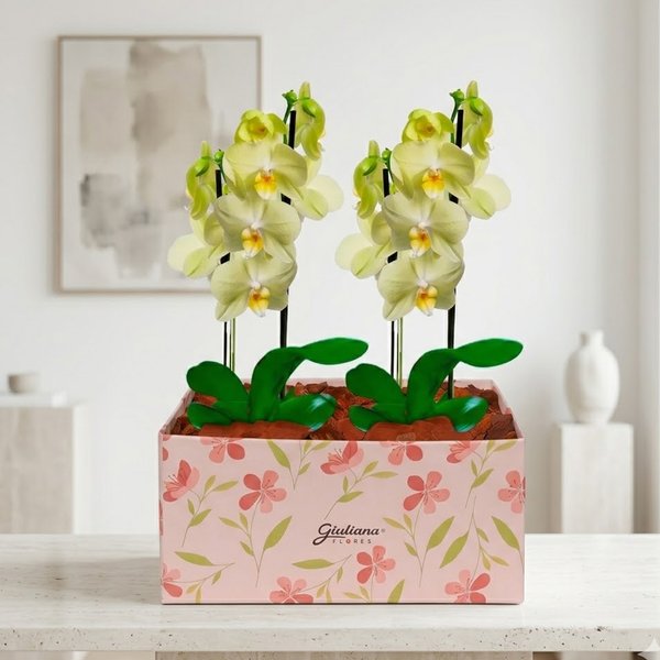 Dupla de Orquídeas Amarela na Caixa Rosa
