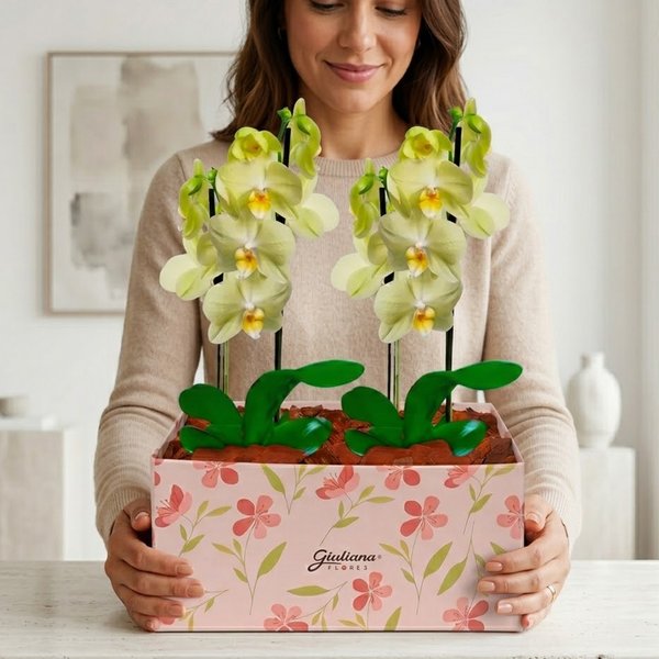 Dupla de Orquídeas Amarela na Caixa Rosa