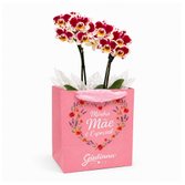 Mini Rara Mesclada na Sacola Minha Mãe é Especial