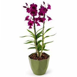 Imagem de Orquídea Plantada Denphale Lilás Luxo