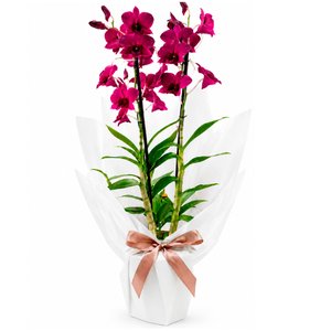Imagem de Orquídea Plantada Denphale Lilás Luxo