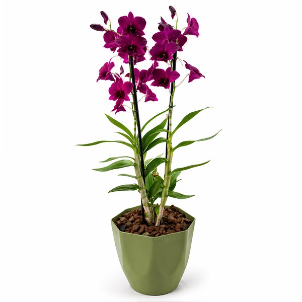 Orquídea Plantada Denphale Lilás Luxo