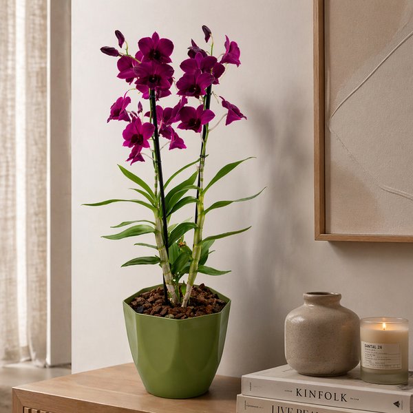 Orquídea Plantada Denphale Lilás Luxo