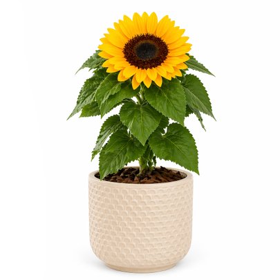 Girassol Plantado no Vaso Elegancia