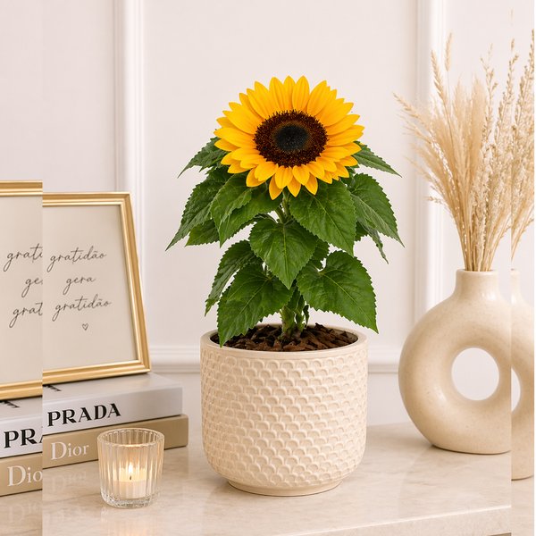 Girassol Plantado no Vaso Elegancia