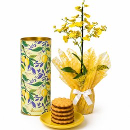 Imagem de Mini Orquídea Chuva de Ouro e Limonê Lata Biscoitê