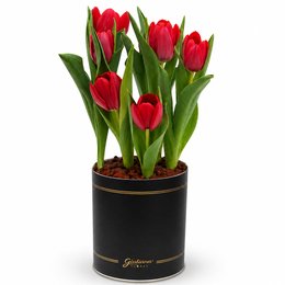 Imagem de Tulipas Plantadas Vermelhas no Box Giu