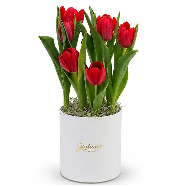 Tulipas Plantadas Vermelhas no Box Giu