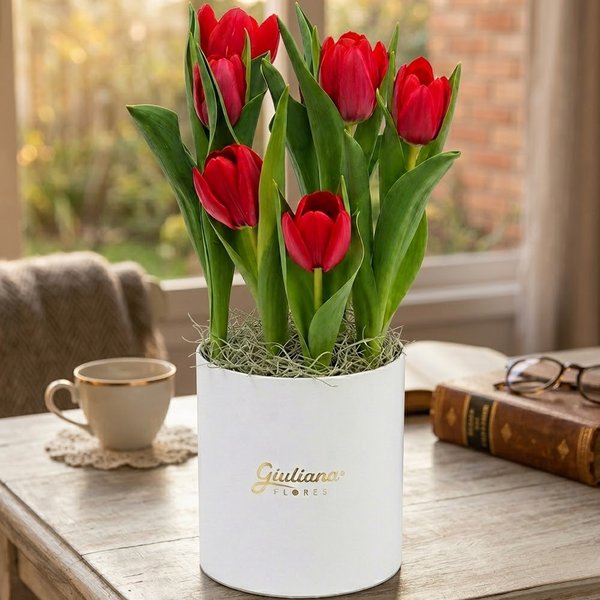 Tulipas Plantadas Vermelhas no Box Giu