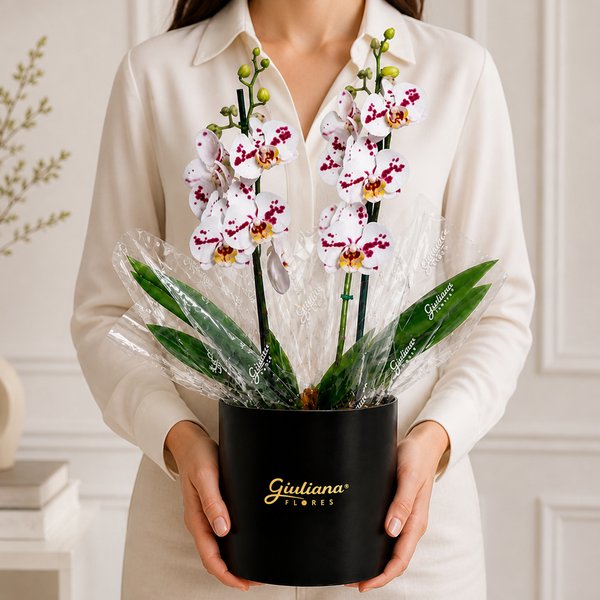 Orquídea Phalaenopsis Branca Mesclada no Box Soft Preto
