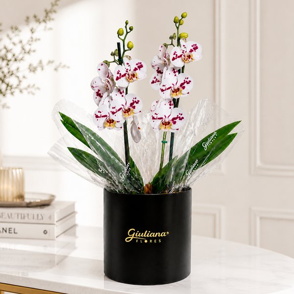 Orquídea Phalaenopsis Branca Mesclada no Box Soft Preto