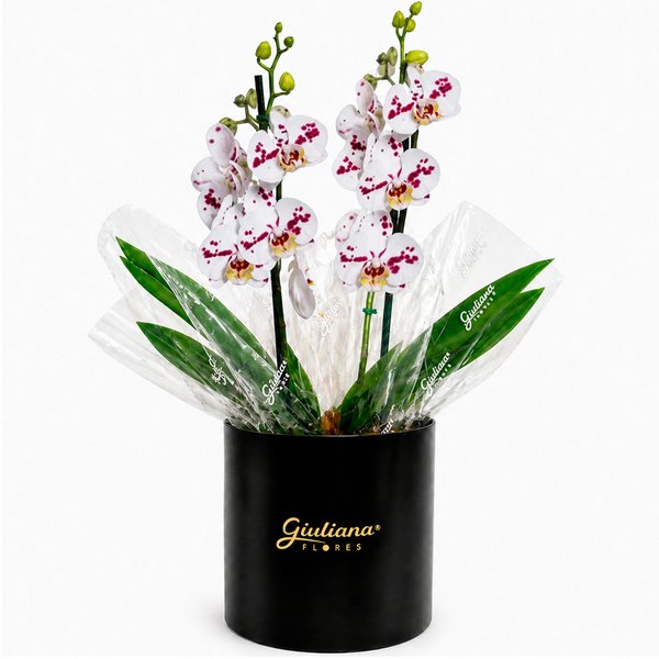Orquídea Phalaenopsis Branca Mesclada no Box Soft Preto