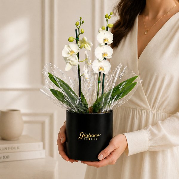 Orquídea Phalaenopsis Branca no Box Soft Preto