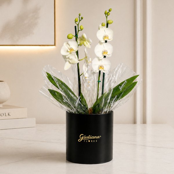 Orquídea Phalaenopsis Branca no Box Soft Preto