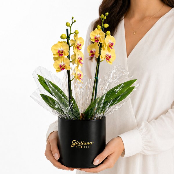 Orquídea Phalaenopsis Amarela no Box Soft Preto