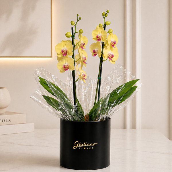 Orquídea Phalaenopsis Amarela no Box Soft Preto