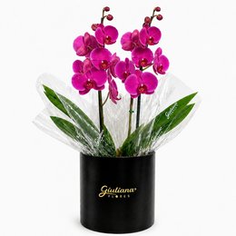 Imagem de Orquídea Phalaenopsis Pink no Box Soft Preto