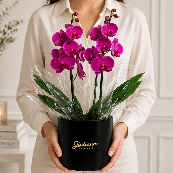 Orquídea Phalaenopsis Pink no Box Soft Preto