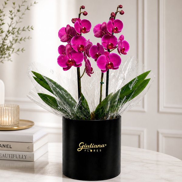 Orquídea Phalaenopsis Pink no Box Soft Preto