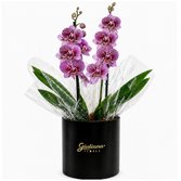 Orquídea Phalaenopsis Listrada no Box Soft Preto