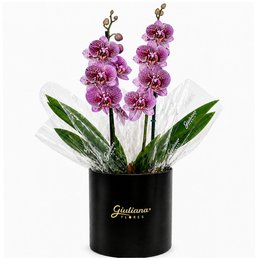 Imagem de Orquídea Phalaenopsis Listrada no Box Soft Preto