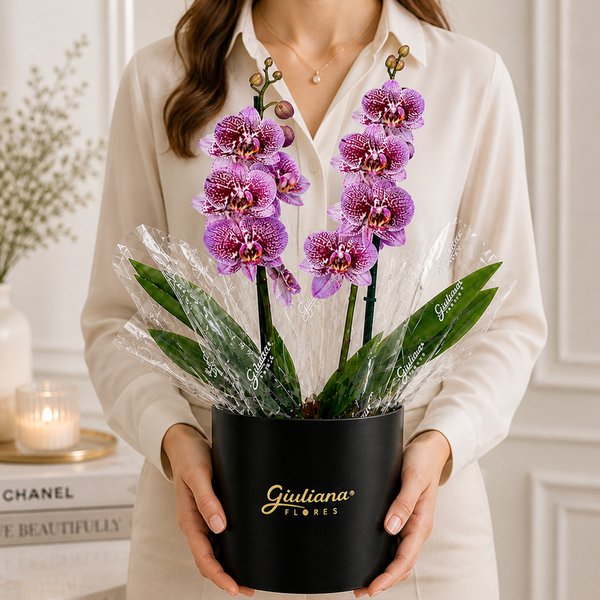 Orquídea Phalaenopsis Listrada no Box Soft Preto