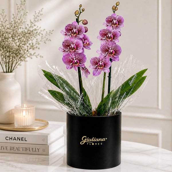 Orquídea Phalaenopsis Listrada no Box Soft Preto