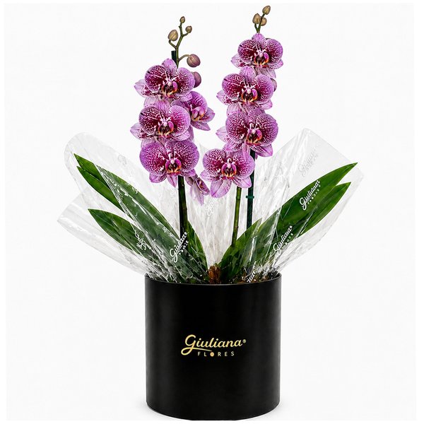Orquídea Phalaenopsis Listrada no Box Soft Preto