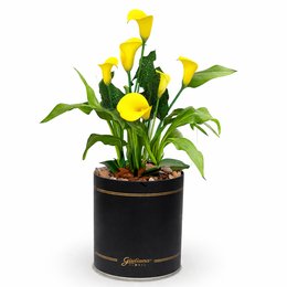 Imagem de Callas Amarelo Plantado no Box Giu