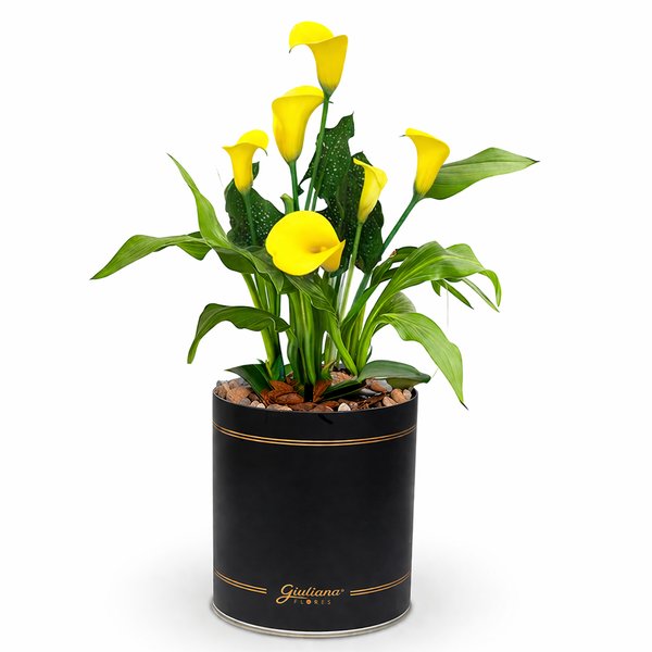 Callas Amarelo Plantado no Box Giu