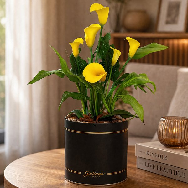 Callas Amarelo Plantado no Box Giu