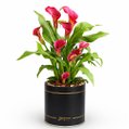 Callas Vinho Plantado no Box Giu