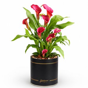 Imagem de Callas Vinho Plantado no Box Giu
