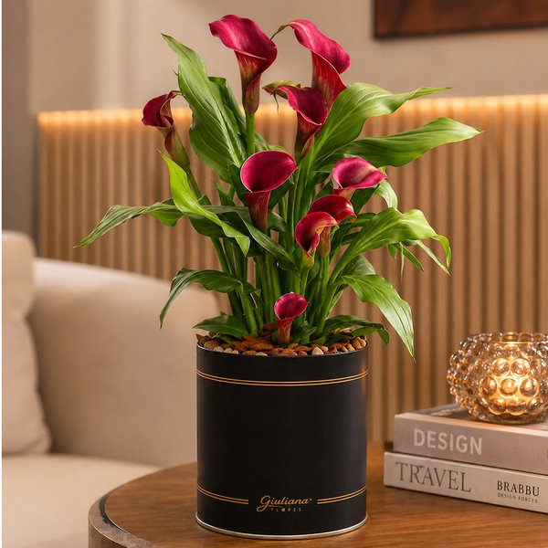 Callas Vinho Plantado no Box Giu