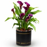 Callas Roxo Plantado no Box Giu