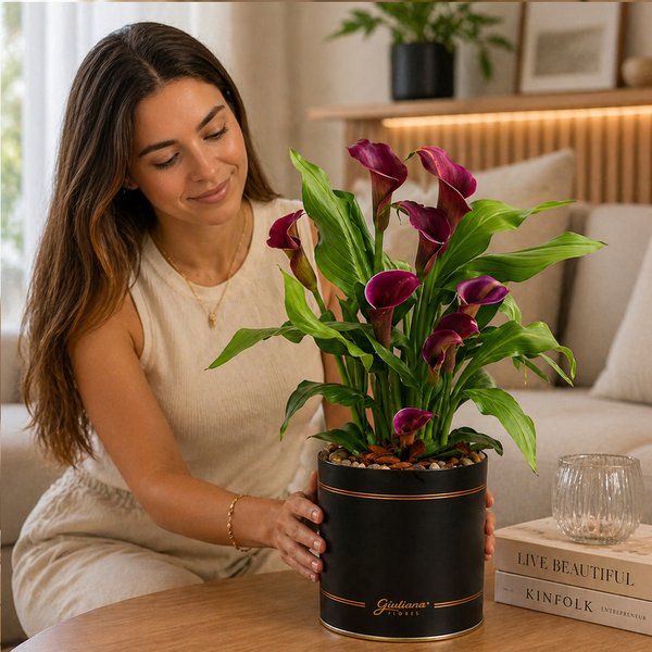 Callas Roxo Plantado no Box Giu