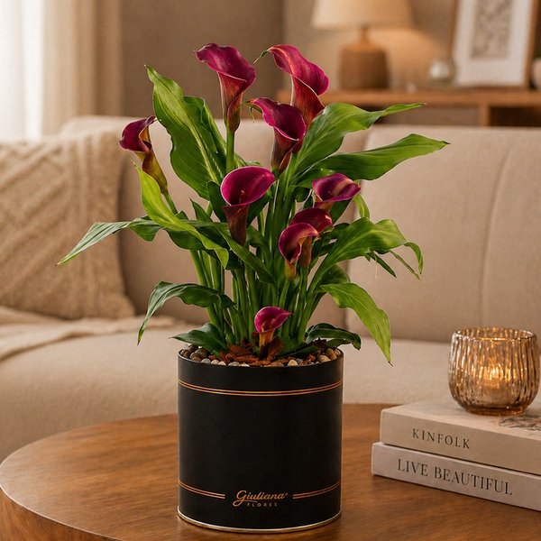 Callas Roxo Plantado no Box Giu