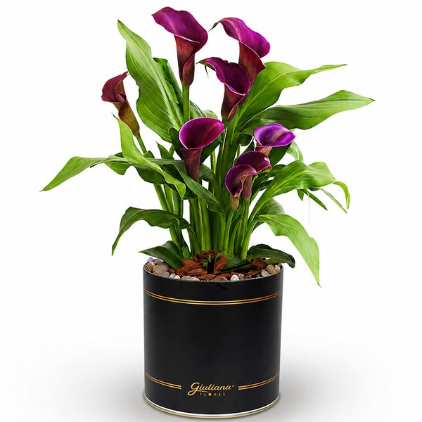 Callas Roxo Plantado no Box Giu