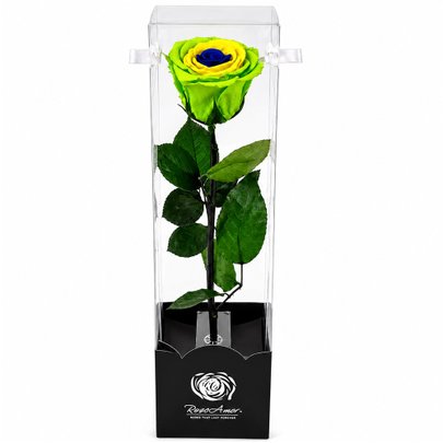 Rosa Encantada Brasil - 3 Cores