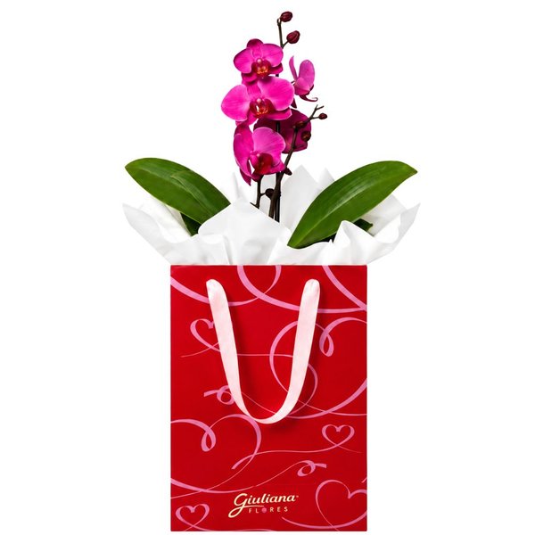 Orquídea Phalaenopsis Pink para Presente - Bag Love