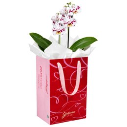 Imagem de Orquídea Phalaenopsis Branca Mesclada para Presente - Bag Love