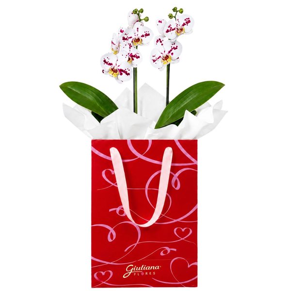 Orquídea Phalaenopsis Branca Mesclada para Presente - Bag Love