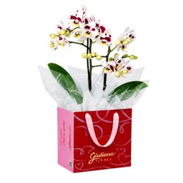 Imagem de Mini Orquídea Rara Mesclada na Bag Love