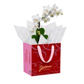 Mini Orquídea Rara Branca na Bag Love