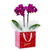 Mini Orquídea Rara Lilás na Bag Love
