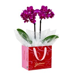 Imagem de Mini Orquídea Rara Lilás na Bag Love