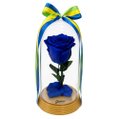 A Bela Rosa Encantada Azul Brasil